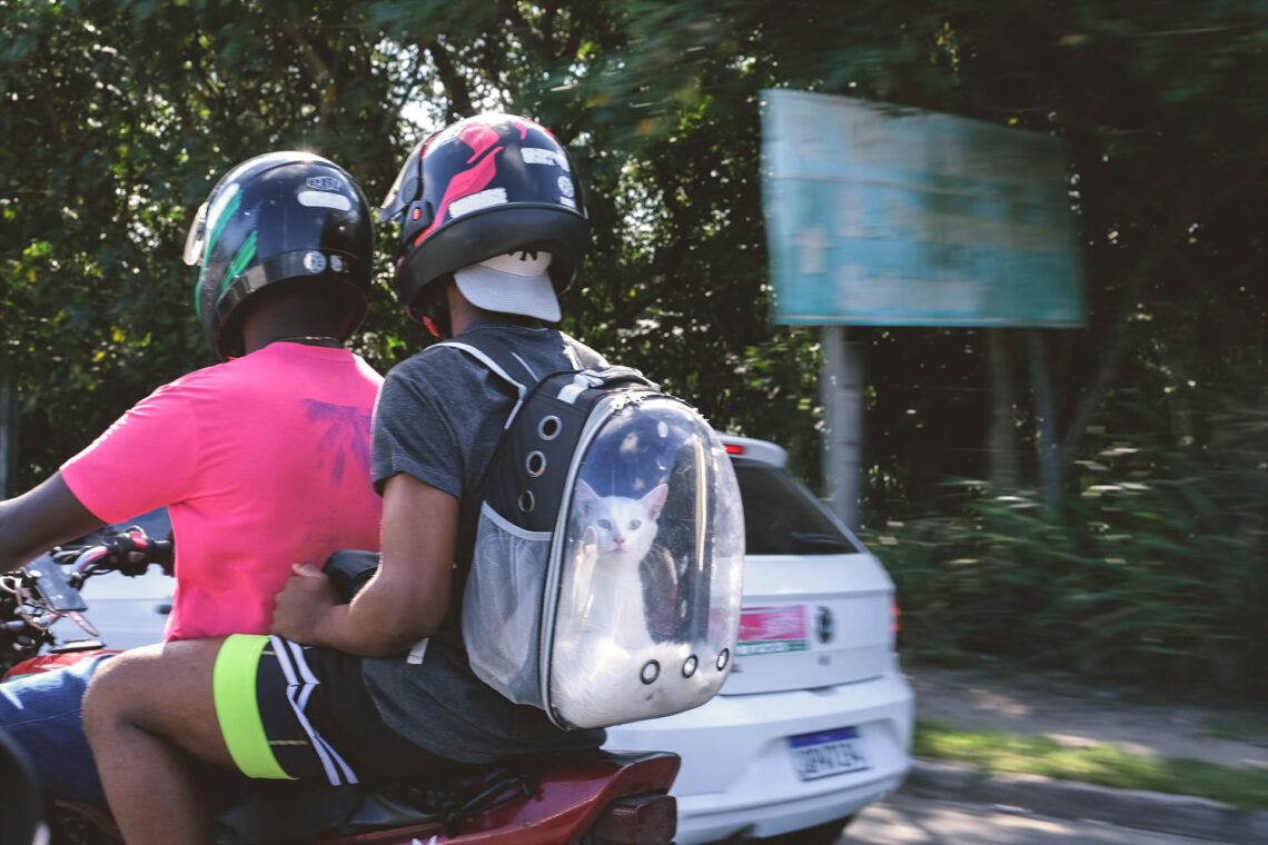 Passeio ao Pet Shop, mundo cão