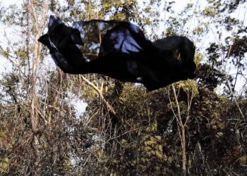 Um véu para a floresta