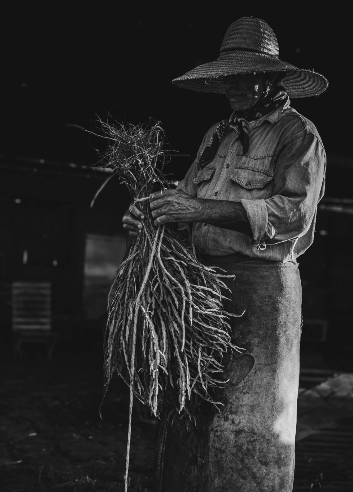 Vassoura de carqueja