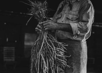 Vassoura de carqueja