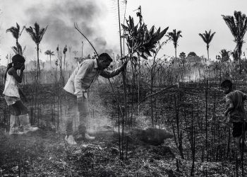 Impávido colosso: entre a floresta e o fogo