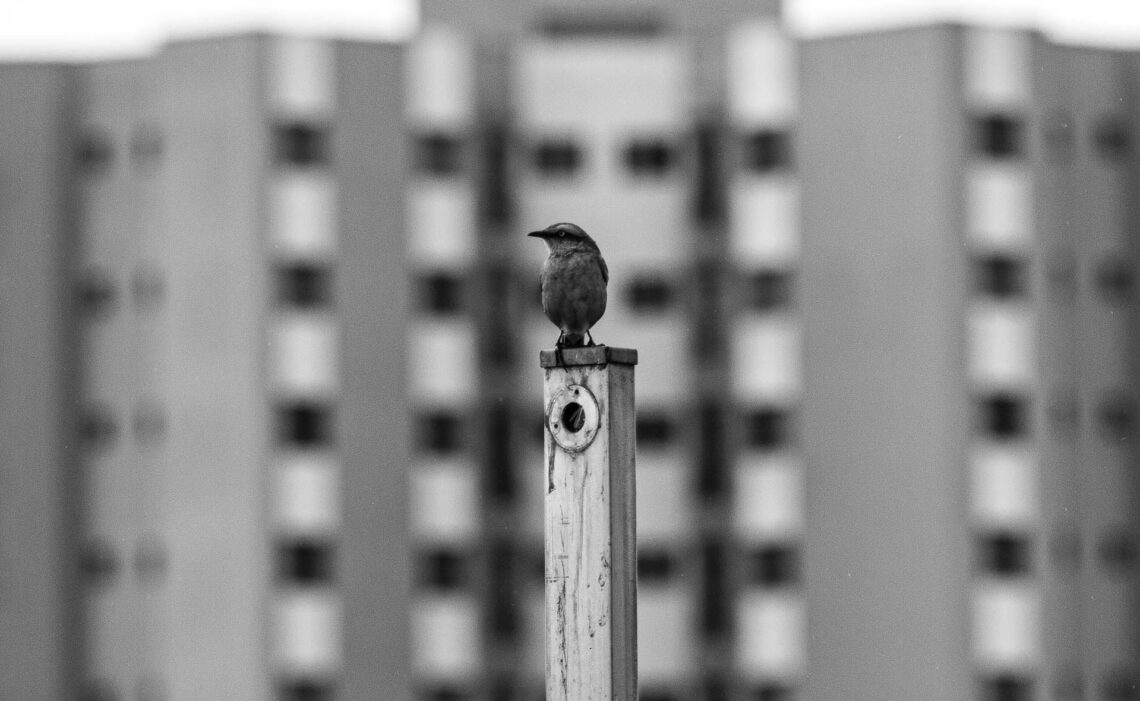 Floresta Urbana – A vida dos pássaros citadinos