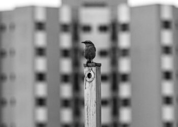 Floresta Urbana – A vida dos pássaros citadinos