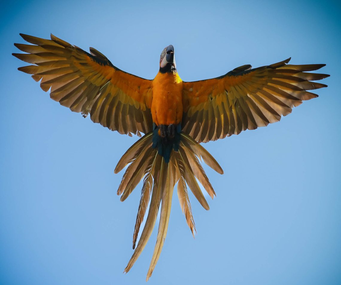 A natureza de asas abertas