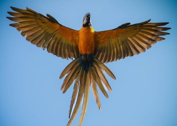 A natureza de asas abertas