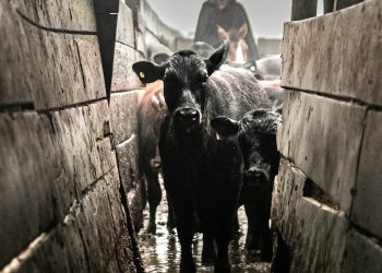 Com chuva também tem lida