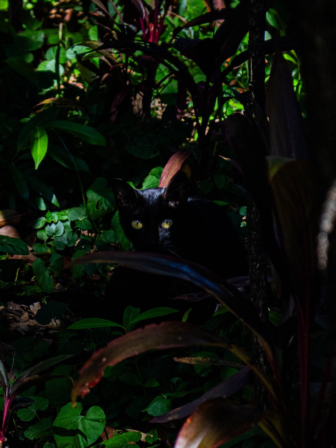 Entre Olhares e Miados