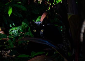 Entre Olhares e Miados