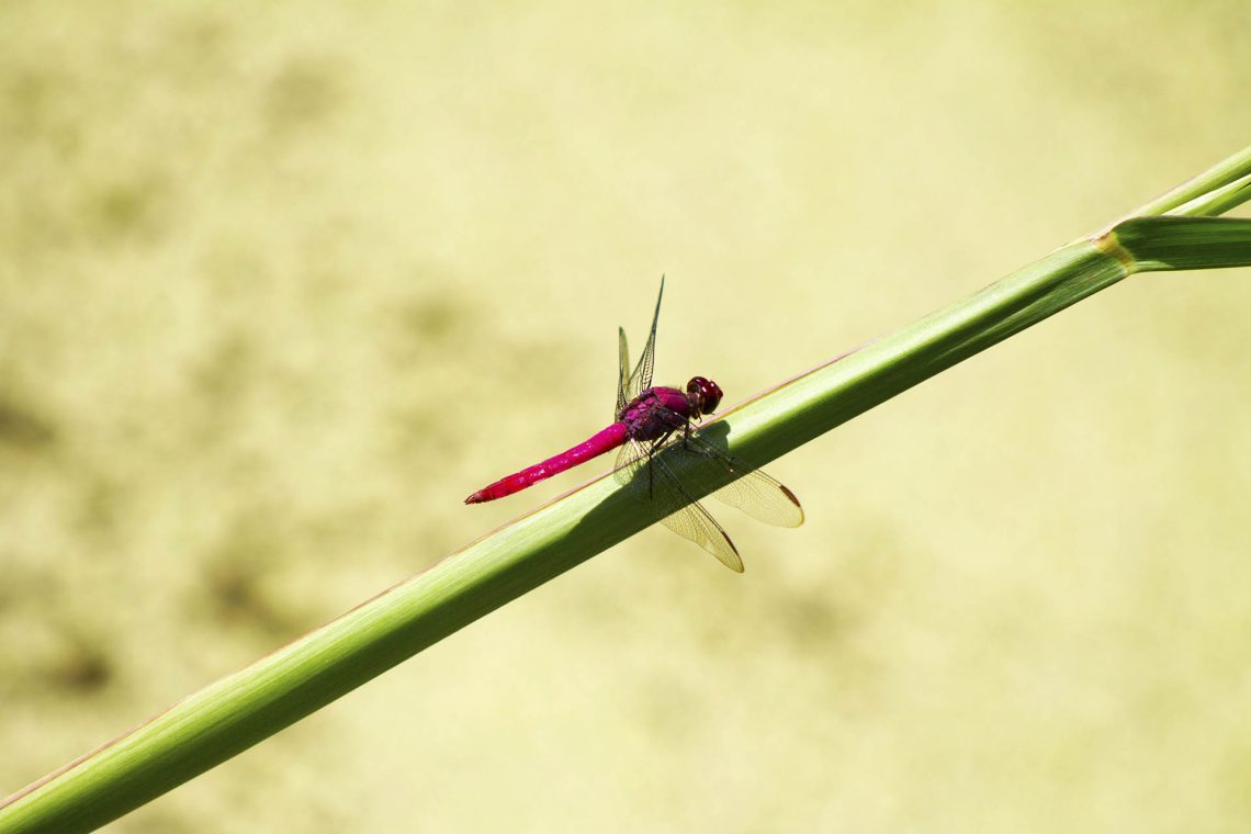 A beleza que uma libélula carrega