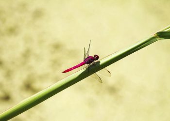 A beleza que uma libélula carrega