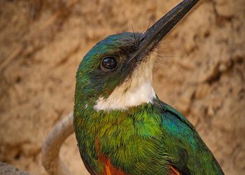 Ariramba de Cauda Ruiva