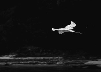 De baixo para Cima – De cima para Baixo