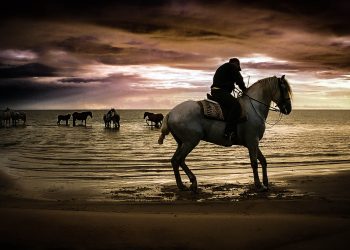 Cavalos Lusitanos na Laguna dos Patos