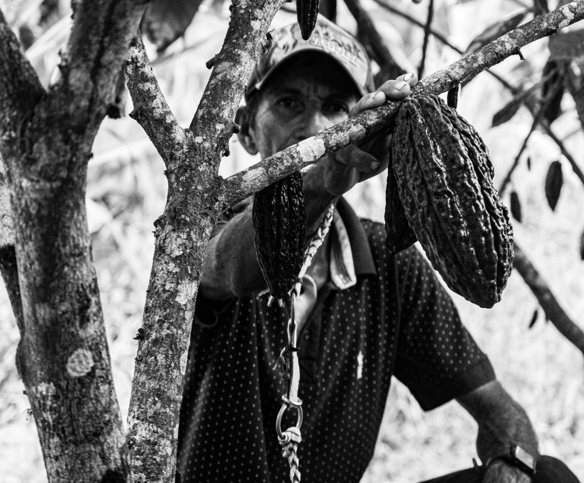 Admirável Cacau Novo