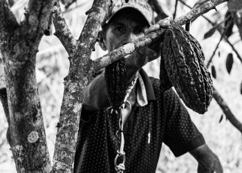 Admirável Cacau Novo