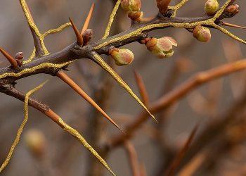 A Arte de Curar o Tempo