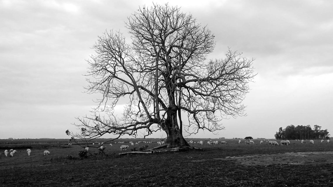 Tradição, Lã e Alma Gaúcha
