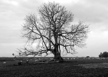 Tradição, Lã e Alma Gaúcha