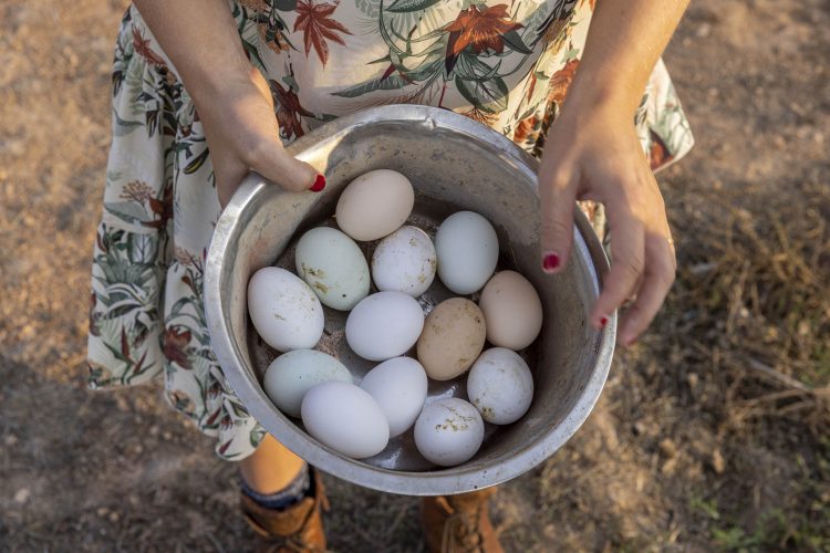 Yanniek Schoonhoven holds a basket with fresh eggs just collected from their farm hens at La Junquera farm (Murcia, Spain).
