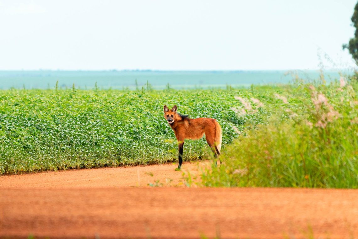 Lobo-guará, um símbolo de resistência e adaptação em um parque condenado