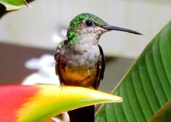 Descanso do guerreiro