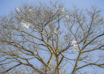 Um sonho de infância