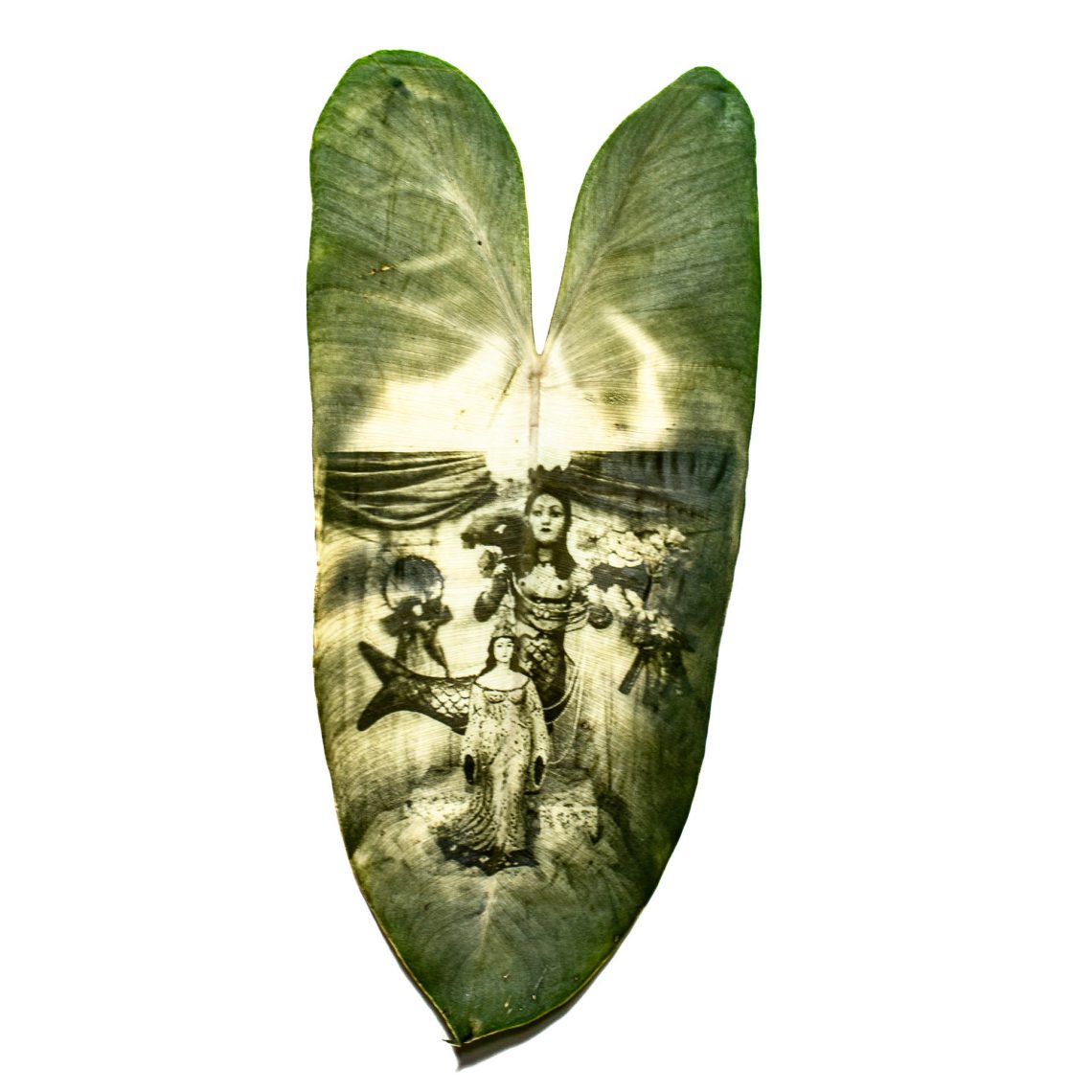 Sem folha não tem Orixás