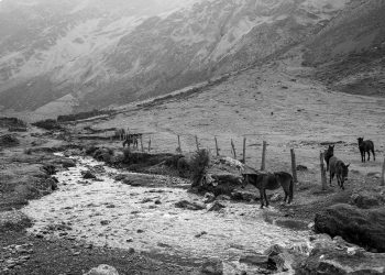 Companheiros da Altura: A Alma Andina entre Montanhas e Cavalos
