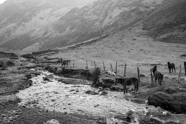 Cavalos contemplam durante caminhada na região da passagem de Salkantay.