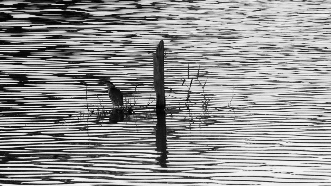 A Ave Horizontalizada