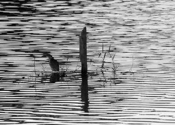 A Ave Horizontalizada