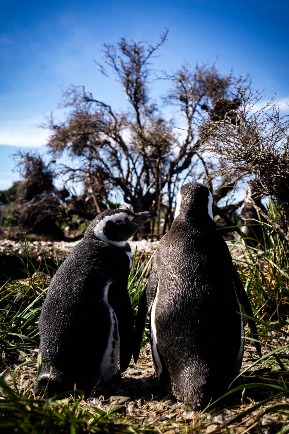 Casal de pinguins