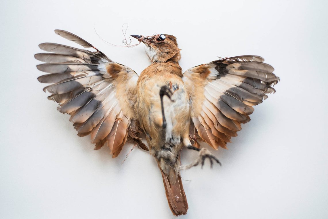 Circuitos do Silêncio