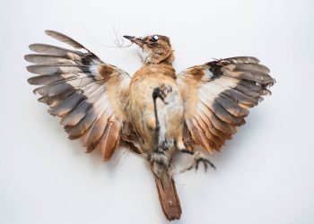 Circuitos do Silêncio