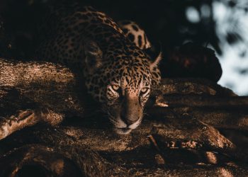 Jaguar Soul