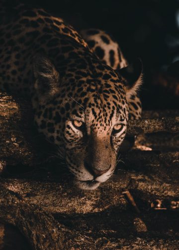 Jaguar Soul