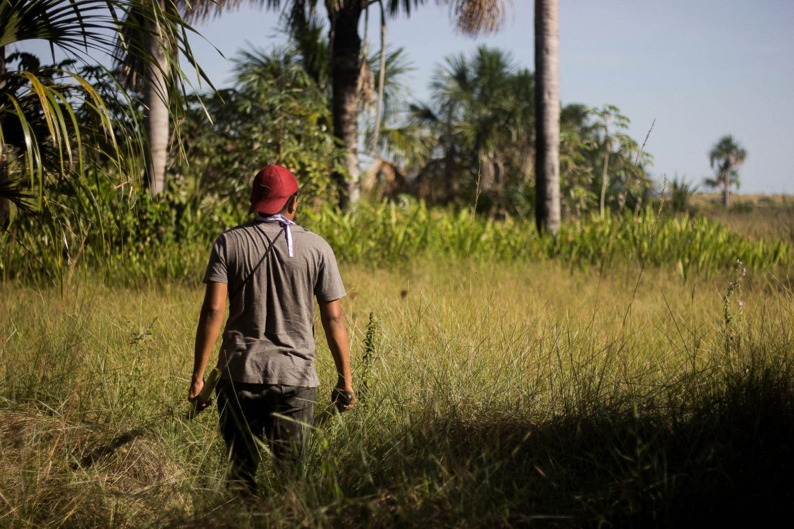 Coleta de palha de buruti
