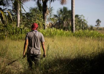 Coleta de palha de buruti
