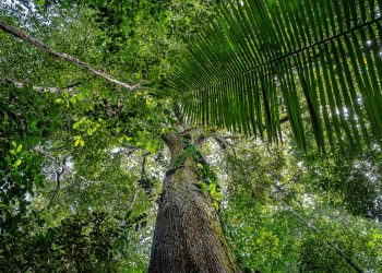 Fronteiras da Floresta – O Caminho da Castanha do Brasil