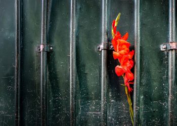 Ante o olhar: o santo e o orixá