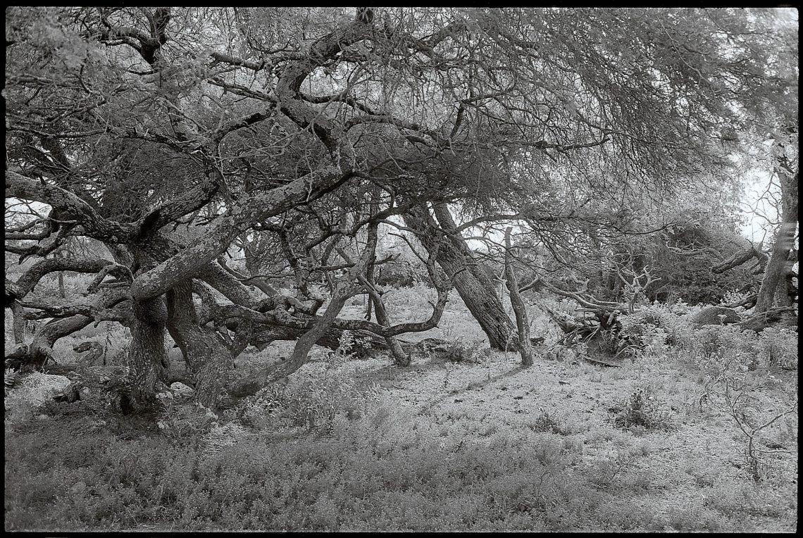 Almas de la intemperie