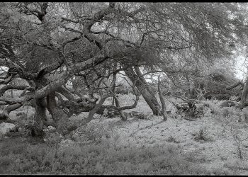 Almas de la intemperie