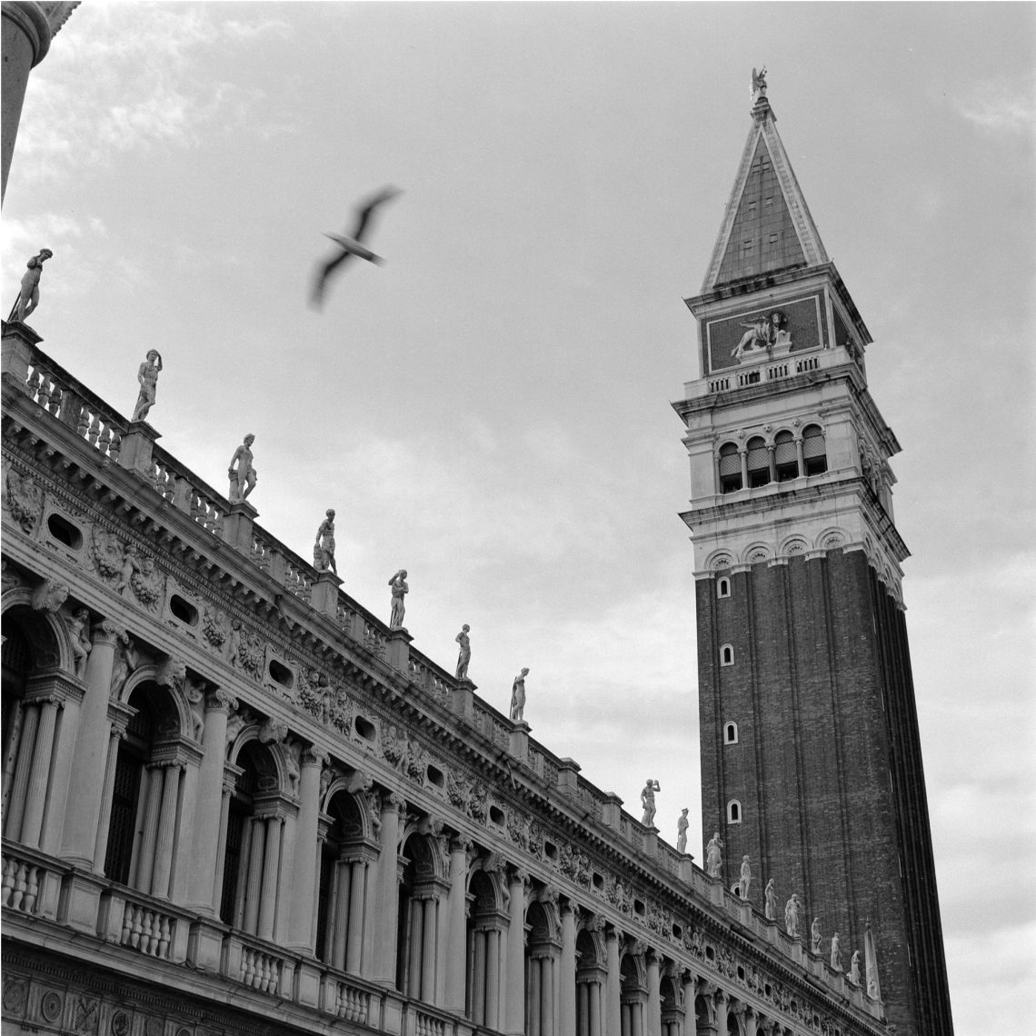 Pássaro em San Marco