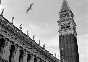 Pássaro em San Marco