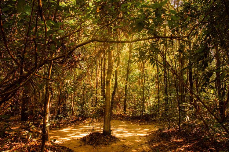 A Floresta
A densidade viva que envolve, sussurra e abriga.