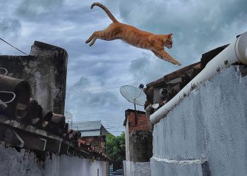 O pulo do gato
