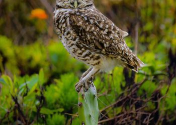 Sentinela equilibrista