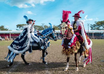 Flores em meio a guerra
