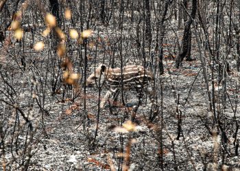 Cerrado Ablaze