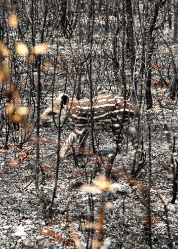 Cerrado Ablaze